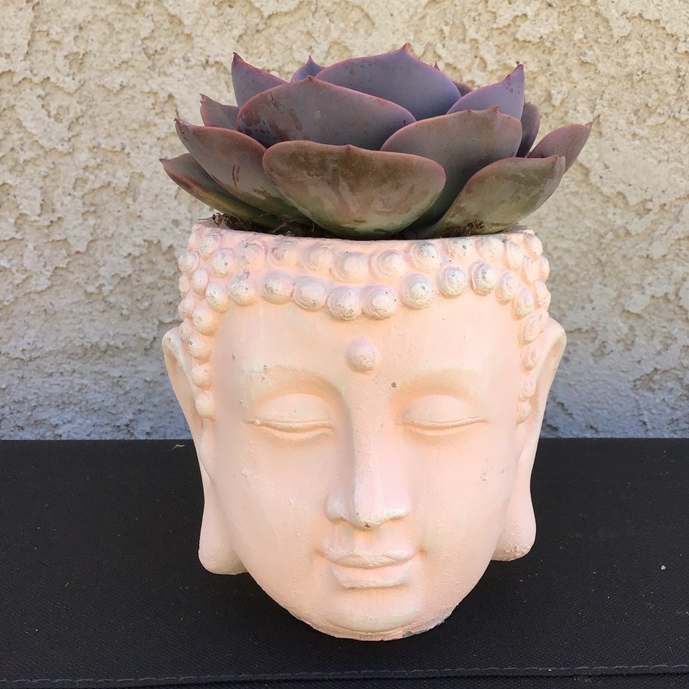 Zen planter + succulent